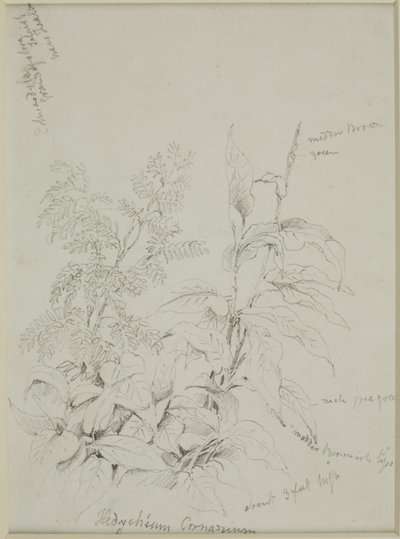 Nature Study by John Wilson Carmichael